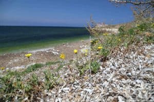 Piante di Calendula maritima su residui di Posidonia oceanica