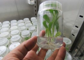 Plantule di Calendula maritima radicate in-vitro